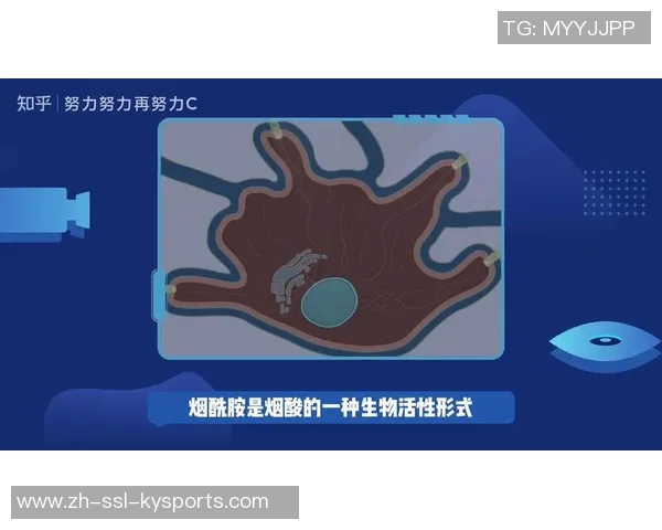 小足球价格分析及市场趋势探讨让你轻松选择合适的产品与品牌